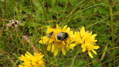 Jacobaea carniolica