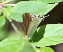 Hypolycaena philippus philippus