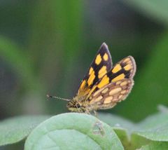 Metisella midas midas