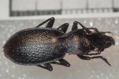 Carabus pyrenaeus