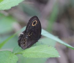 Neocoenyra kivuensis