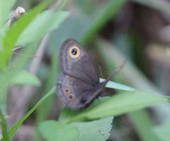 Neocoenyra kivuensis