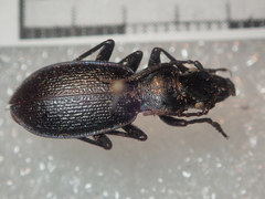 Carabus pyrenaeus