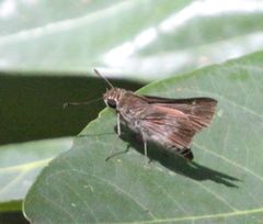 Platylesches moritili