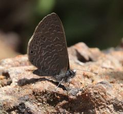 Pseudonacaduba sichela sichela