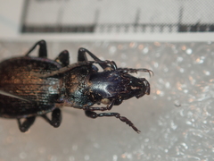 Carabus pyrenaeus
