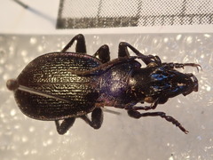Carabus pyrenaeus