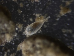 Lagena striata