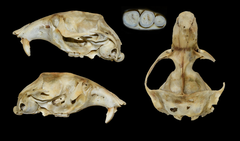 Nannospalax leucodon