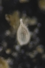 Lagena striata