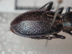 Carabus pyrenaeus