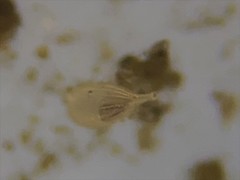 Lagena striata