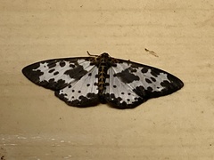 Percnia