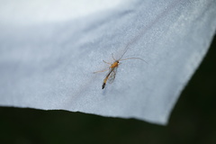 Enicospilus melanocarpus