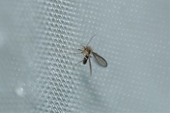 Phlebotominae