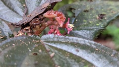 Bertolonieae