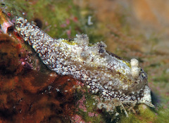 Goniodoris