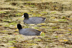 Fulica americana image