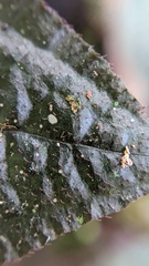 Bertolonieae