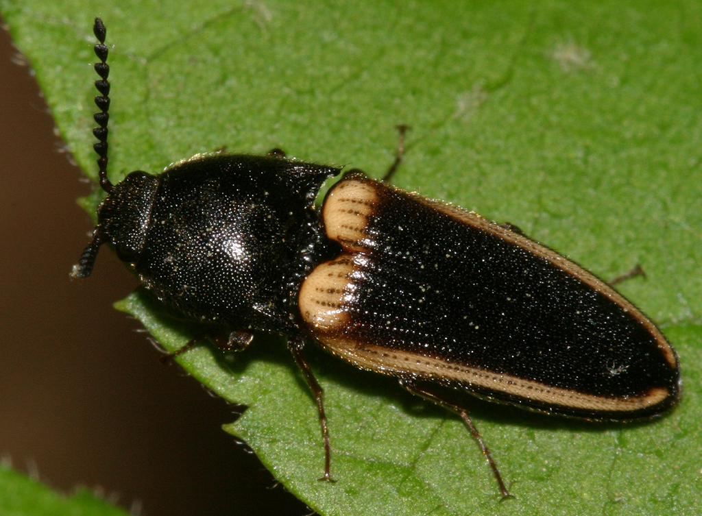 Ampedus oblessus