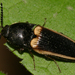 Ampedus oblessus - Photo (c) Kimberly R Fleming, some rights reserved (CC BY-NC), uploaded by Kimberly R Fleming