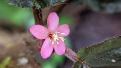 Bertolonieae