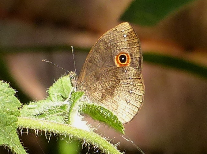Heteropsis exocellata