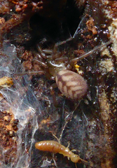 Hexathele hochstetteri