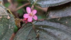Bertolonieae