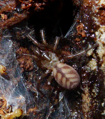 Hexathele hochstetteri