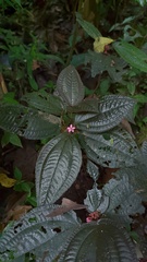 Bertolonieae