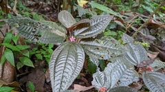 Bertolonieae