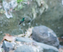 Anthracothorax prevostii