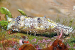 Goniodoris
