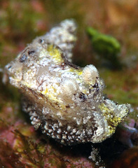 Goniodoris