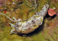 Goniodoris