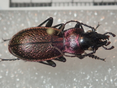 Carabus pyrenaeus