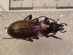 Carabus pyrenaeus