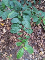 Angiospermae