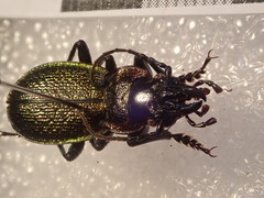 Carabus pyrenaeus