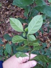 Angiospermae