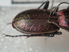 Carabus pyrenaeus