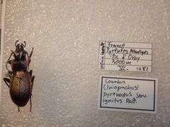 Carabus pyrenaeus