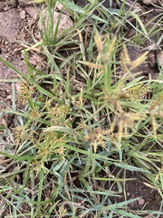Cyperus