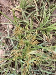 Cyperus