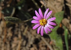 Onoseris alata