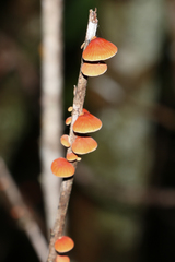 Anthracophyllum
