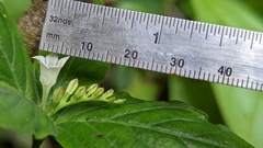 Spigelia humboldtiana