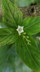 Spigelia humboldtiana