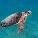 Loggerhead Sea Turtle - Photo (c) Roberto Pillon, some rights reserved (CC BY-NC), uploaded by Roberto Pillon